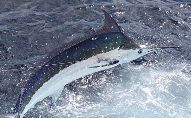 Help take marlin off the menu!